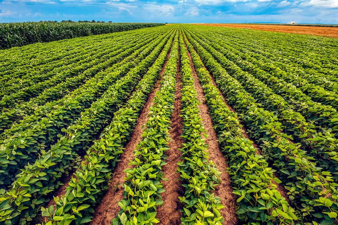 Campo agricula pronto a colher num dia de sol