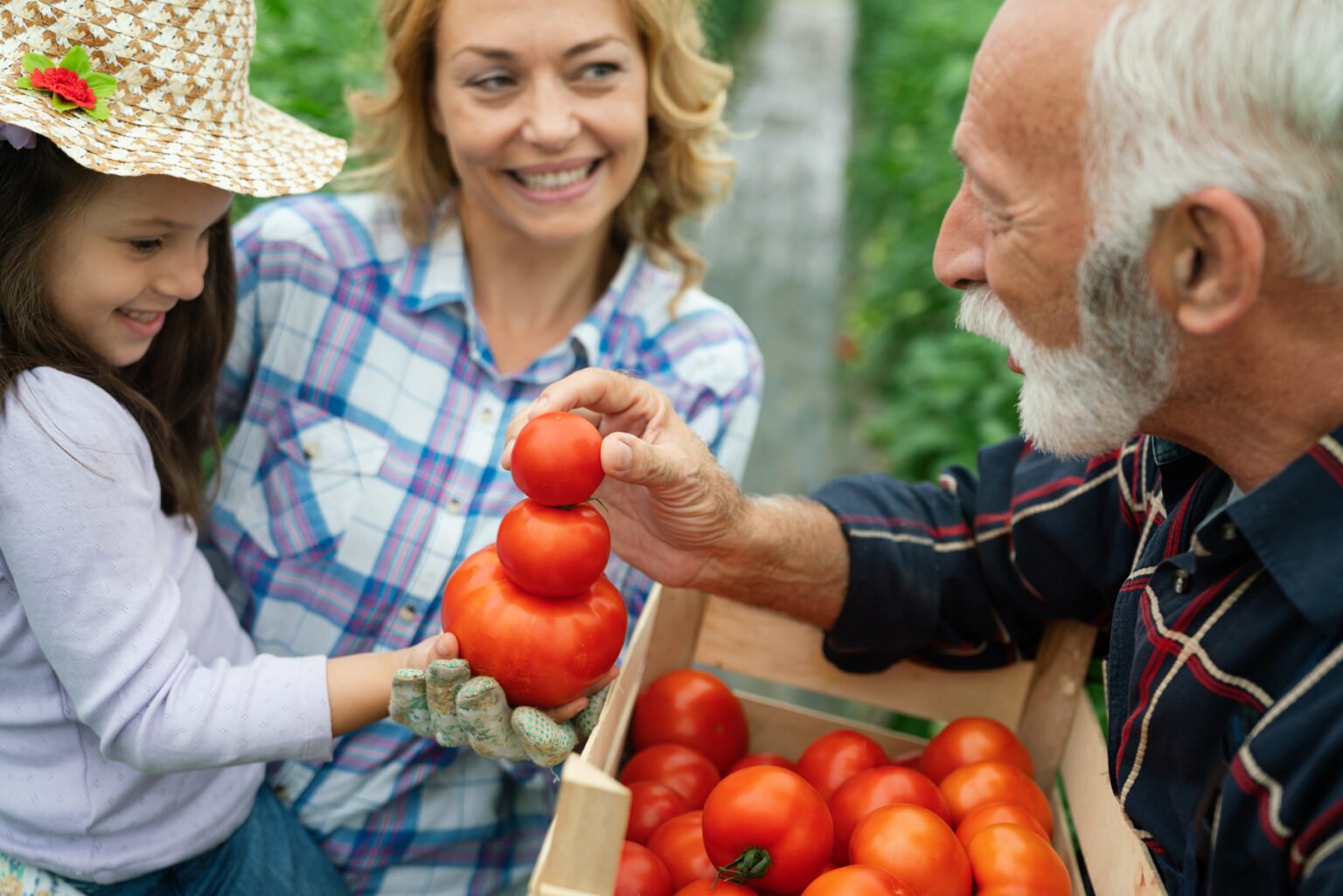 A happy family empilham os tomates colhidos na sua quinta