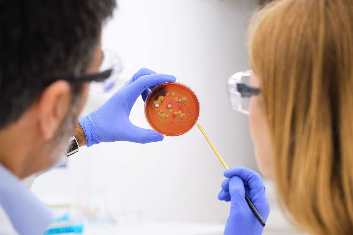 Dois cientistas a observar uma cultura de bactérias