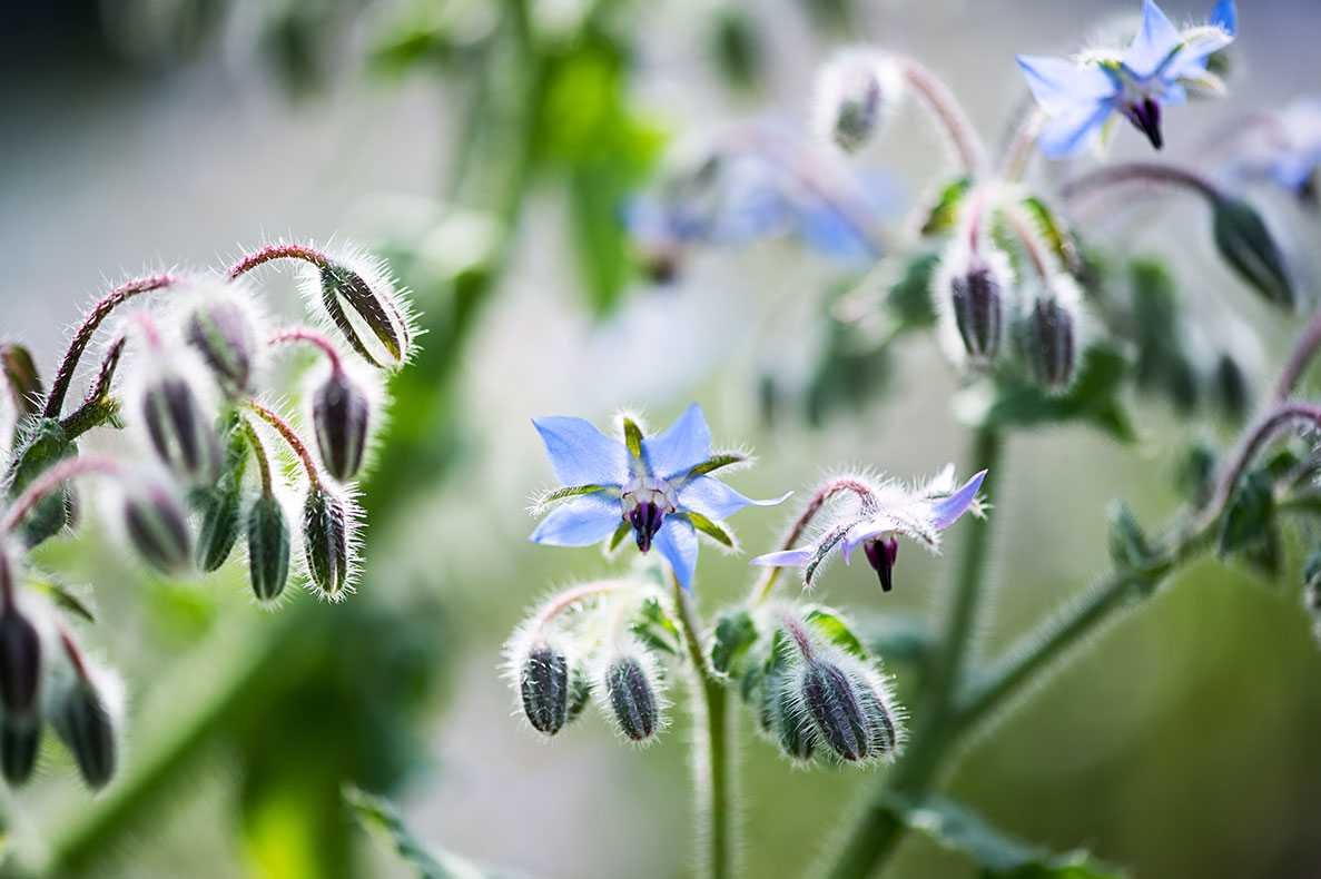 Planta de borragem