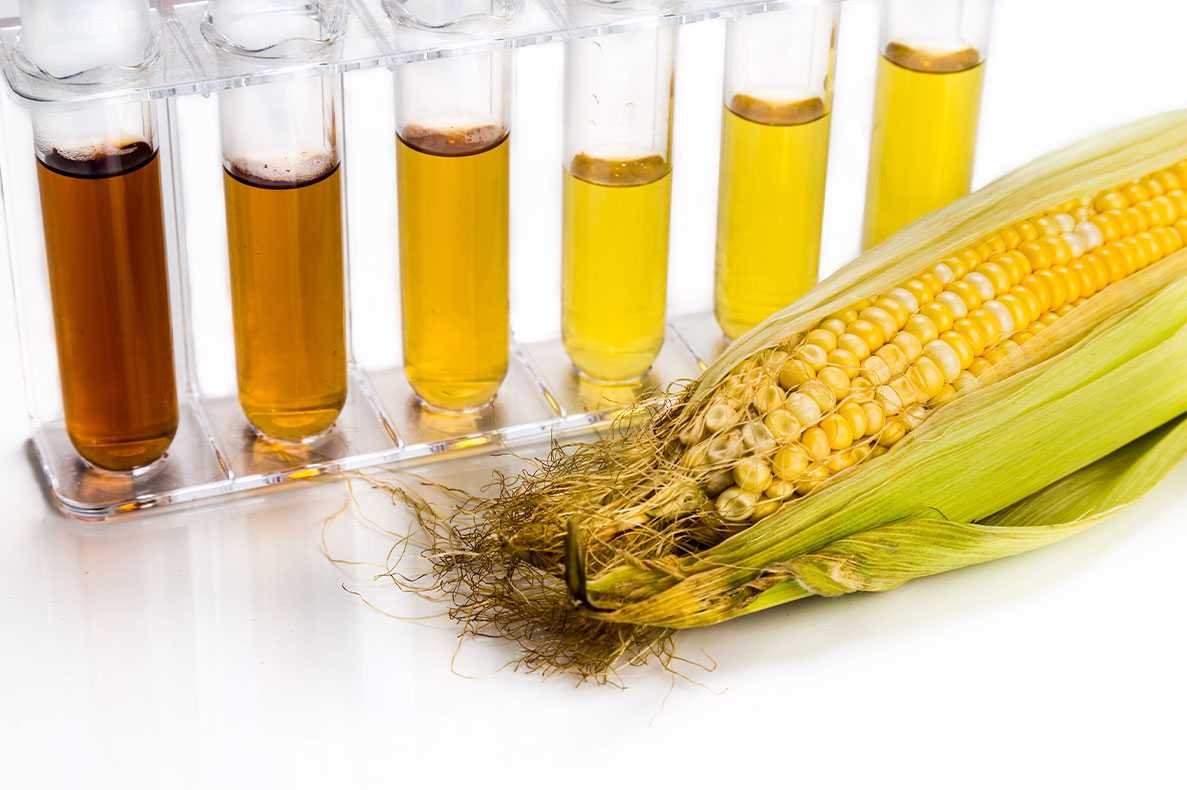 Maçaroca numa mesa branca com tubos de ensaio atrás, laboratório de biocombustível de etanol